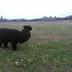 Farm stay Jurajska Bajka Przybynow
