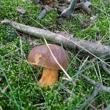 Farm stay Jurajska Bajka